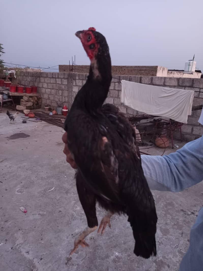 اصیل مرغا مرغی چوزے فارسیل 2