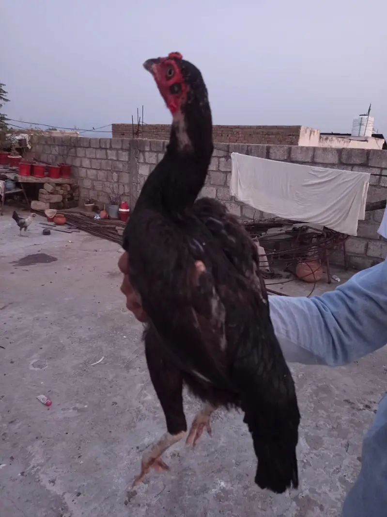 اصیل مرغا مرغی چوزے فارسیل — photo 3
