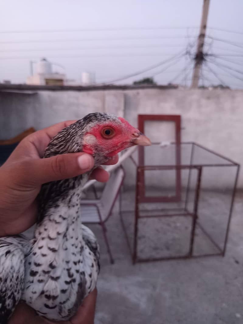 اصیل مرغا مرغی چوزے فارسیل 4