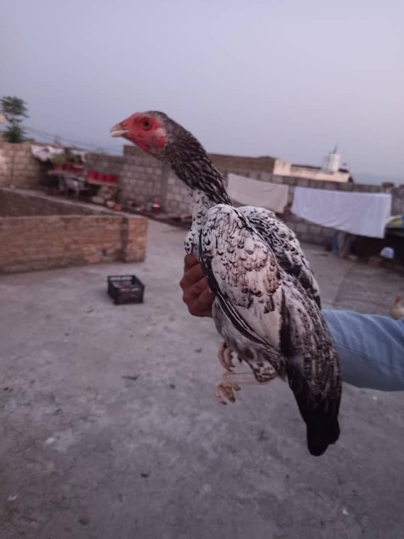 اصیل مرغا مرغی چوزے فارسیل 5