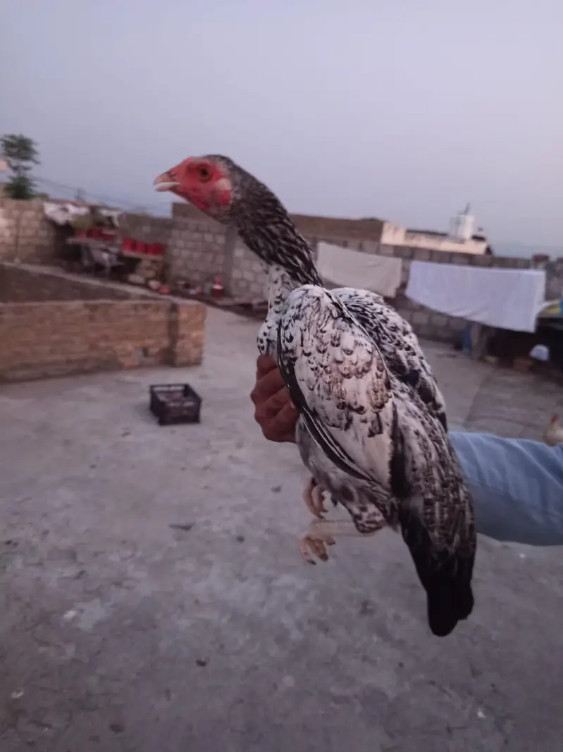 اصیل مرغا مرغی چوزے فارسیل — photo 6