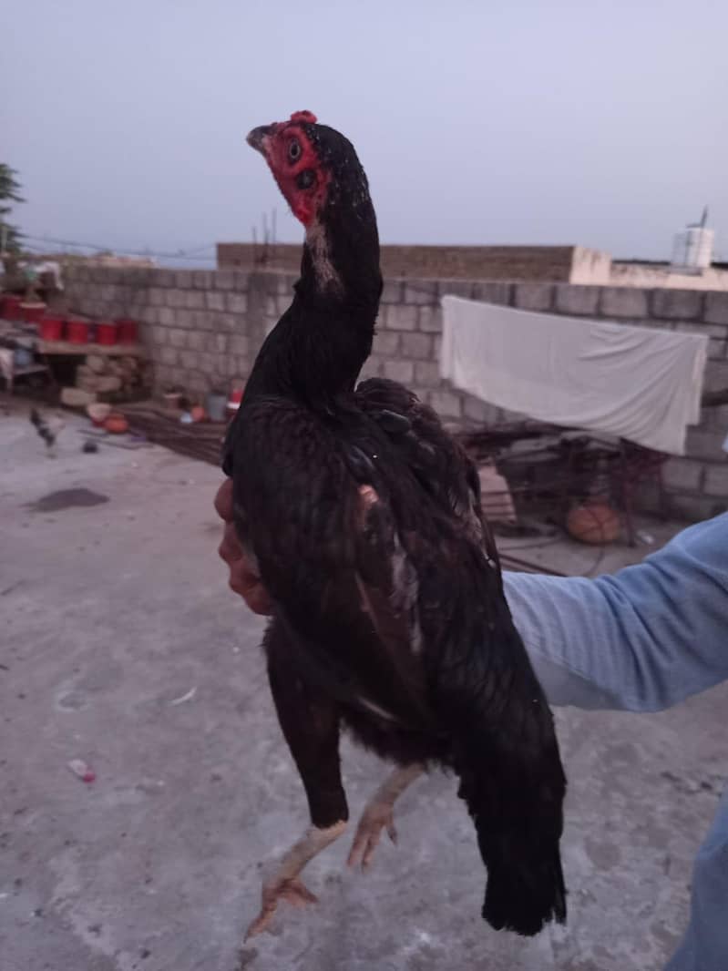 اصیل مرغا مرغی چوزے فارسیل 6