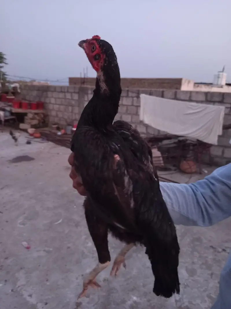 اصیل مرغا مرغی چوزے فارسیل — photo 7