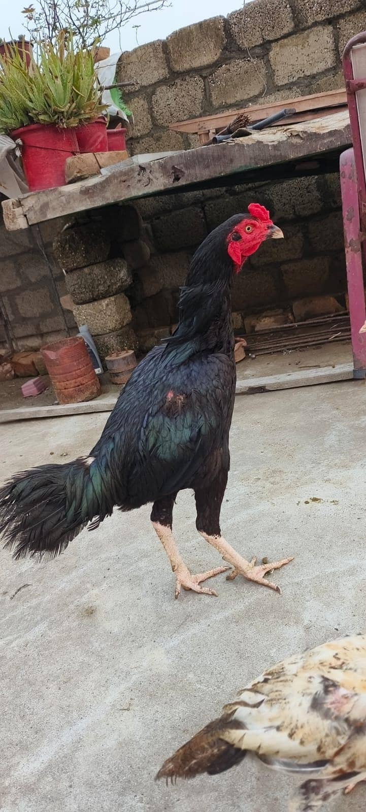 اصیل مرغا مرغی چوزے فارسیل 8