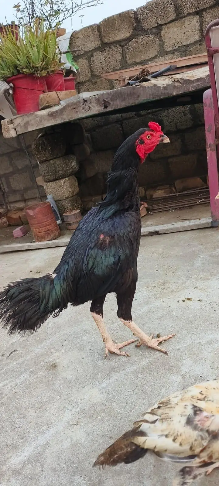 اصیل مرغا مرغی چوزے فارسیل — photo 9