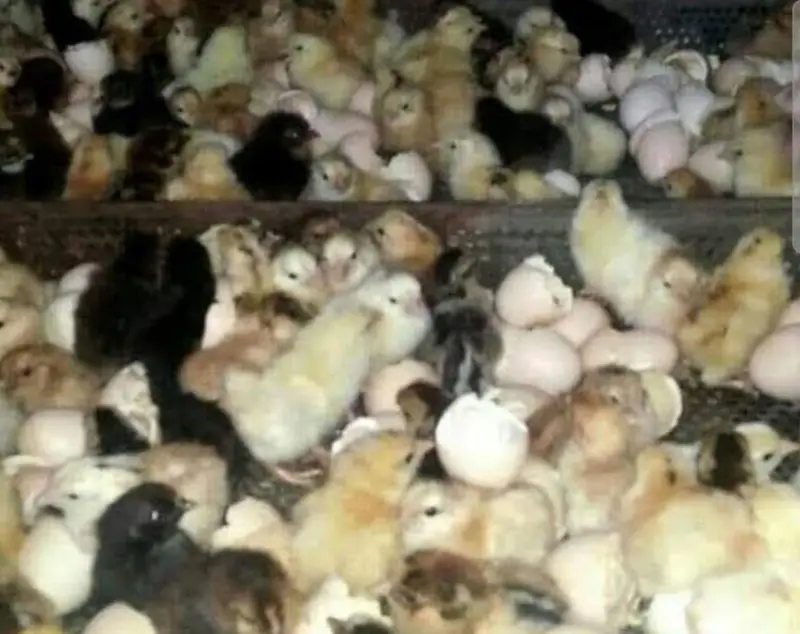 chicks available