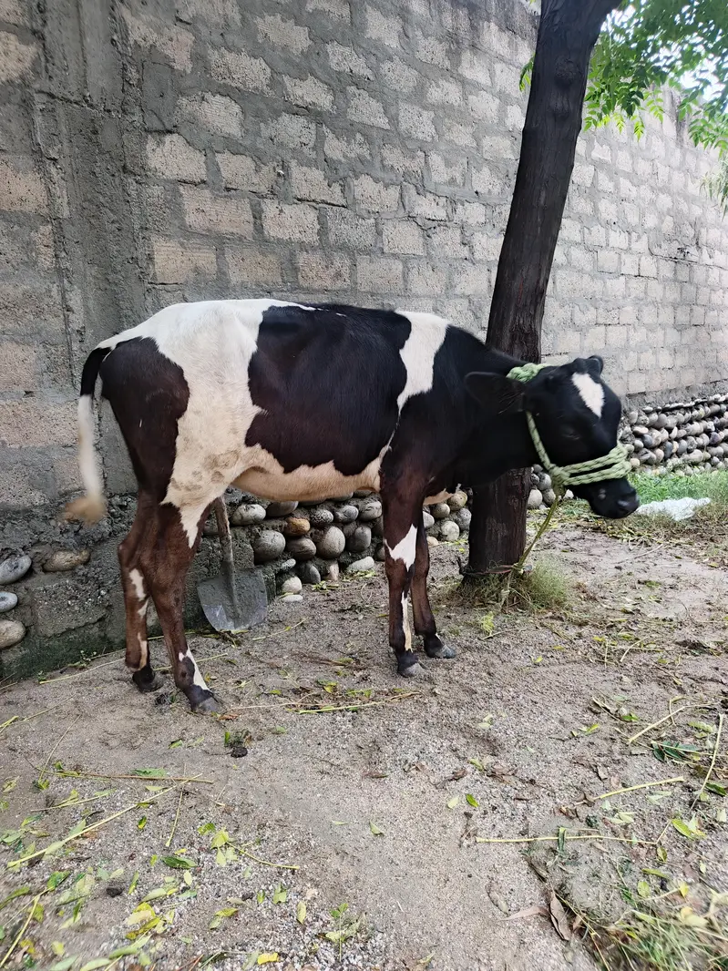 Healthy Friesian Female Calves / Pair for Sale