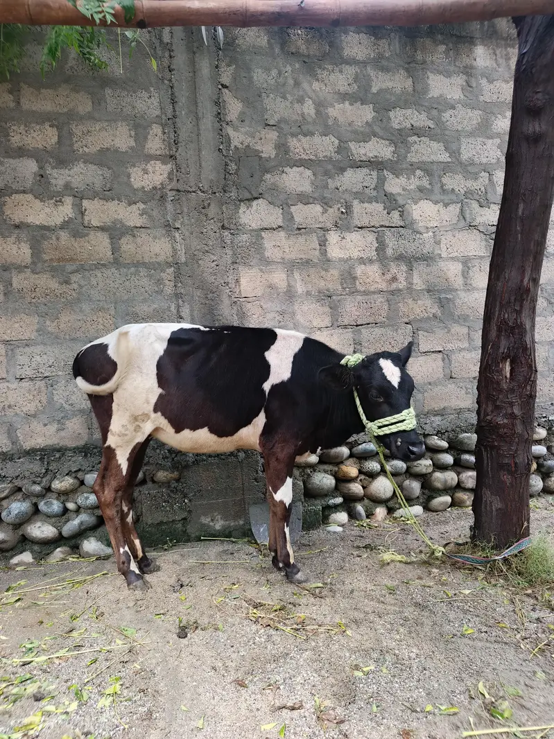 Healthy Friesian Female Calves / Pair for Sale — photo 2