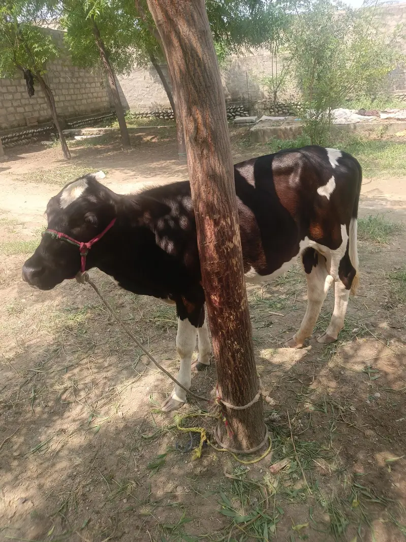 Healthy Friesian Female Calves / Pair for Sale — photo 3