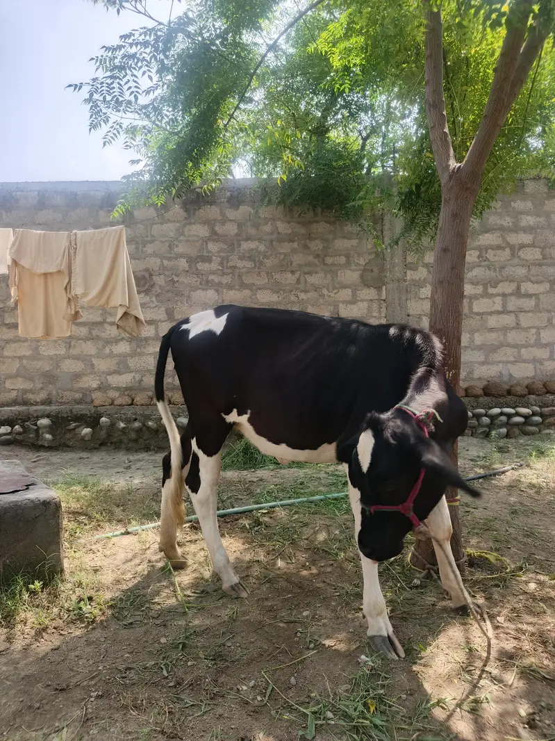 Healthy Friesian Female Calves / Pair for Sale — photo 4