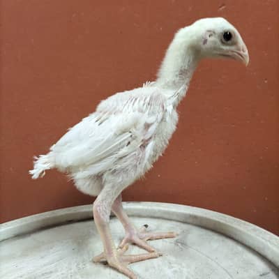 Pure Shamo Chicks & Pattha for Sale