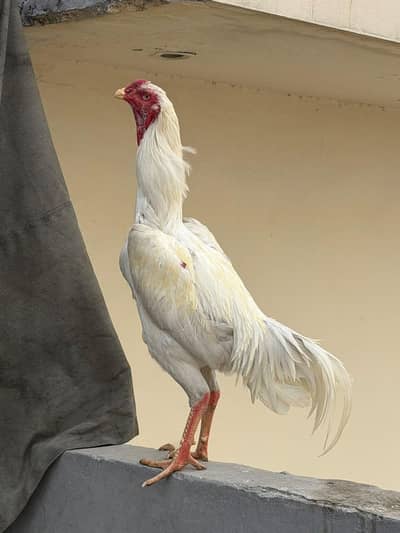 اصیل مورغہ