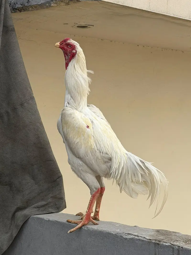 اصیل مورغہ
