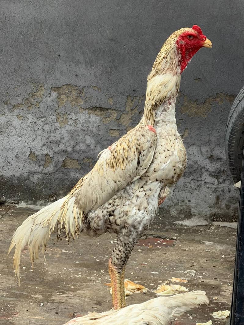 اصیل مورغہ 1
