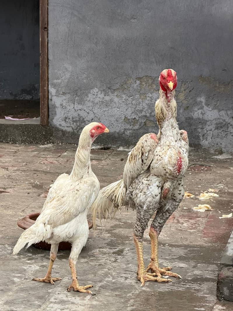 اصیل مورغہ 2