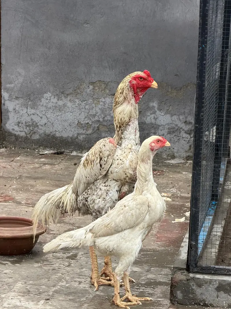اصیل مورغہ — photo 4