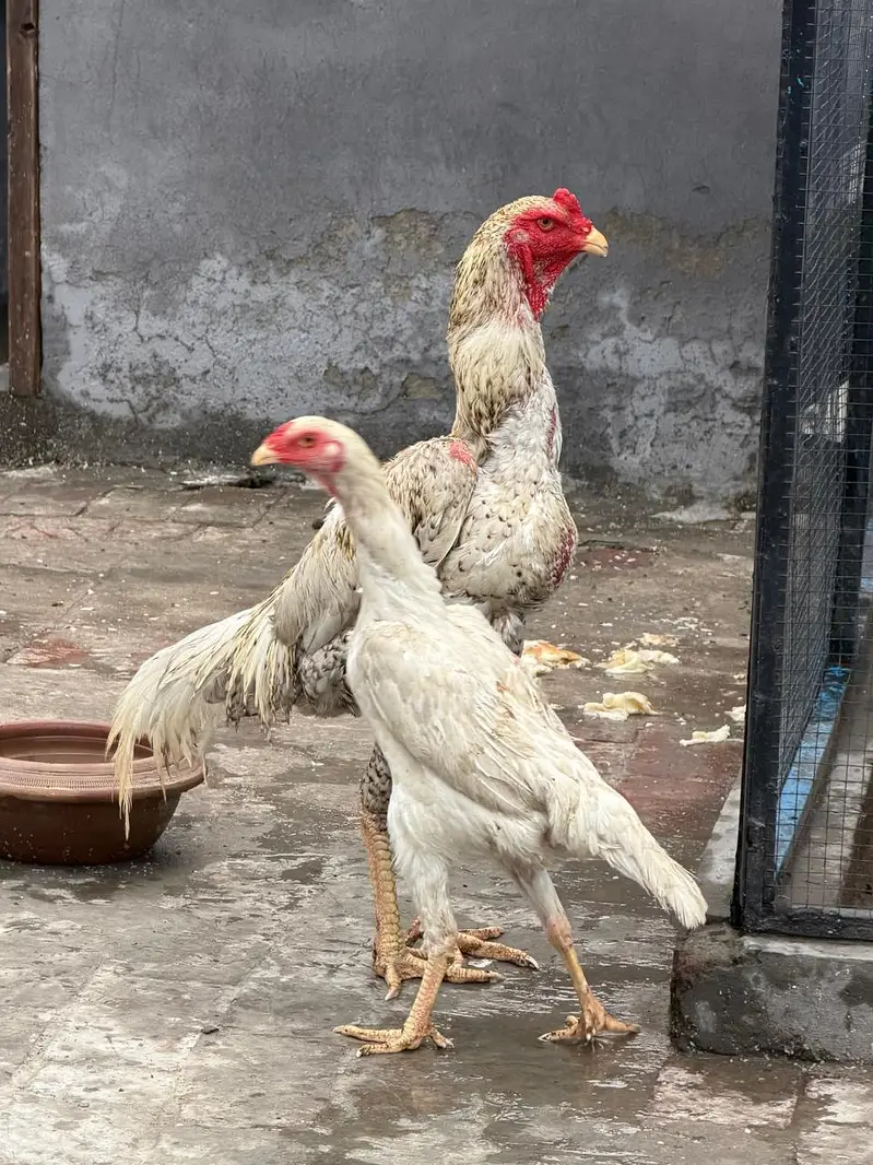 اصیل مورغہ — photo 6