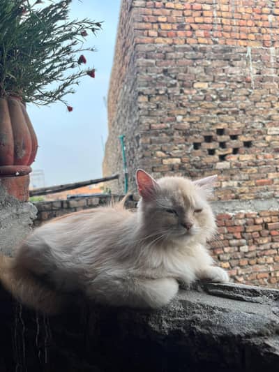 Persian Female Cat Triple Coated