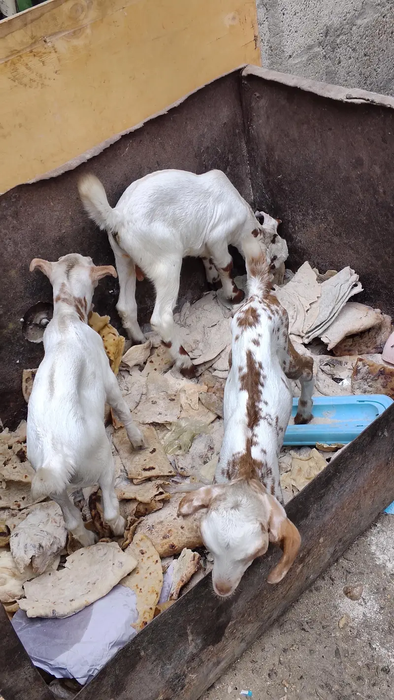 bakri ke bacche