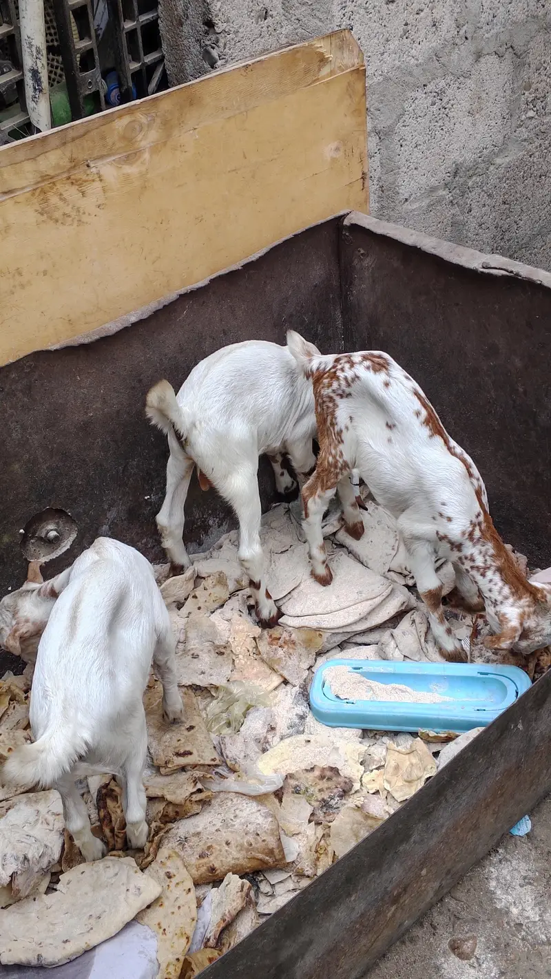 bakri ke bacche — photo 2
