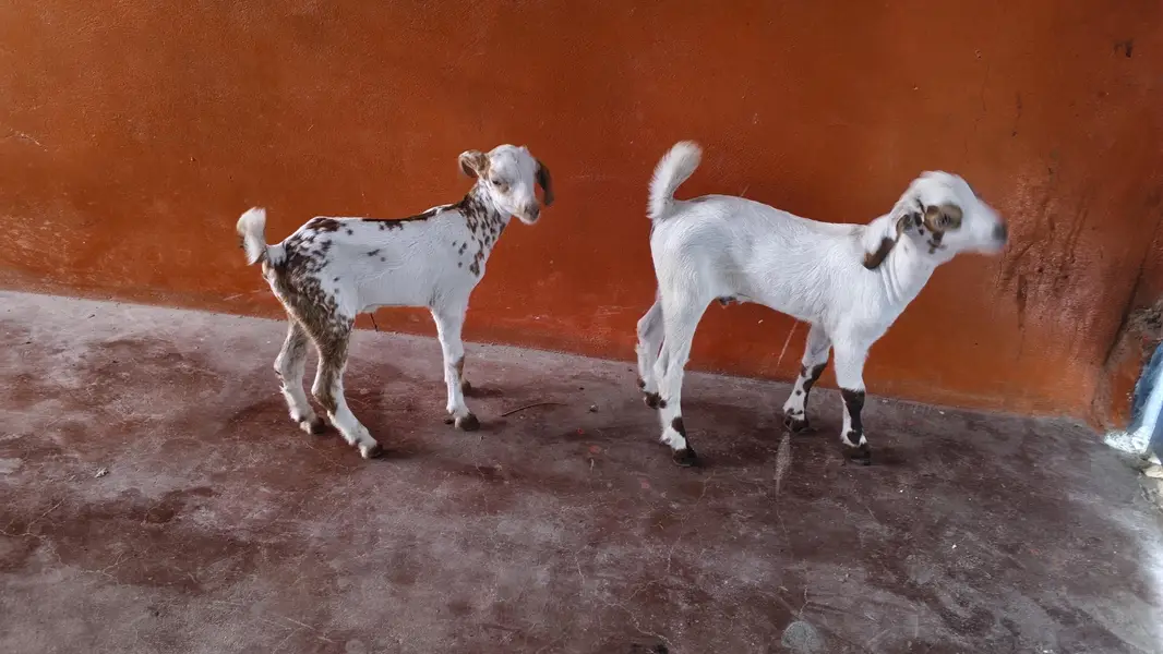bakri ke bacche — photo 3