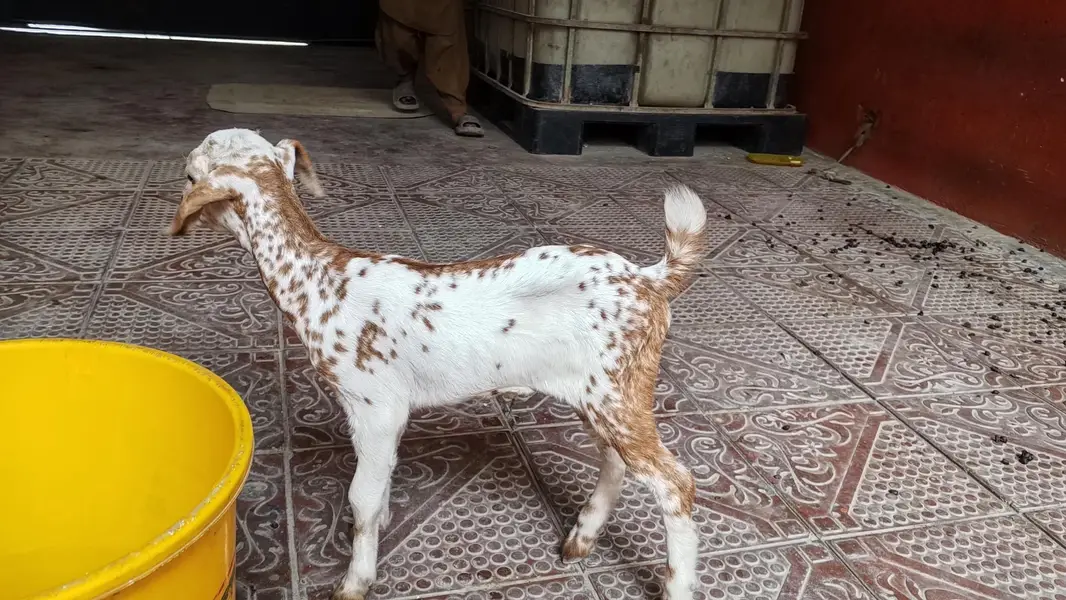 bakri ke bacche — photo 4