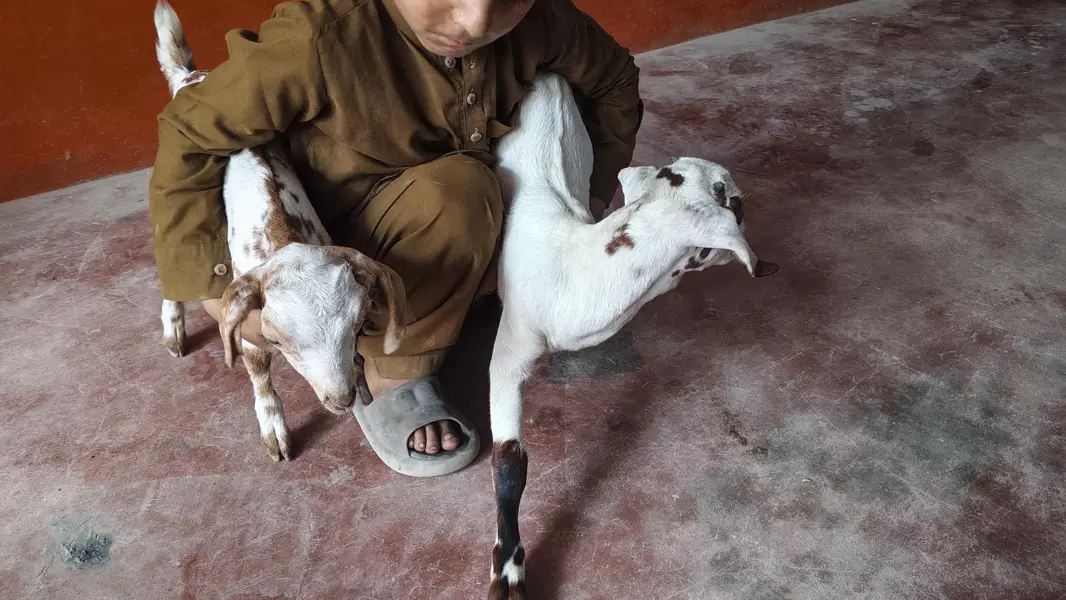 bakri ke bacche — photo 5