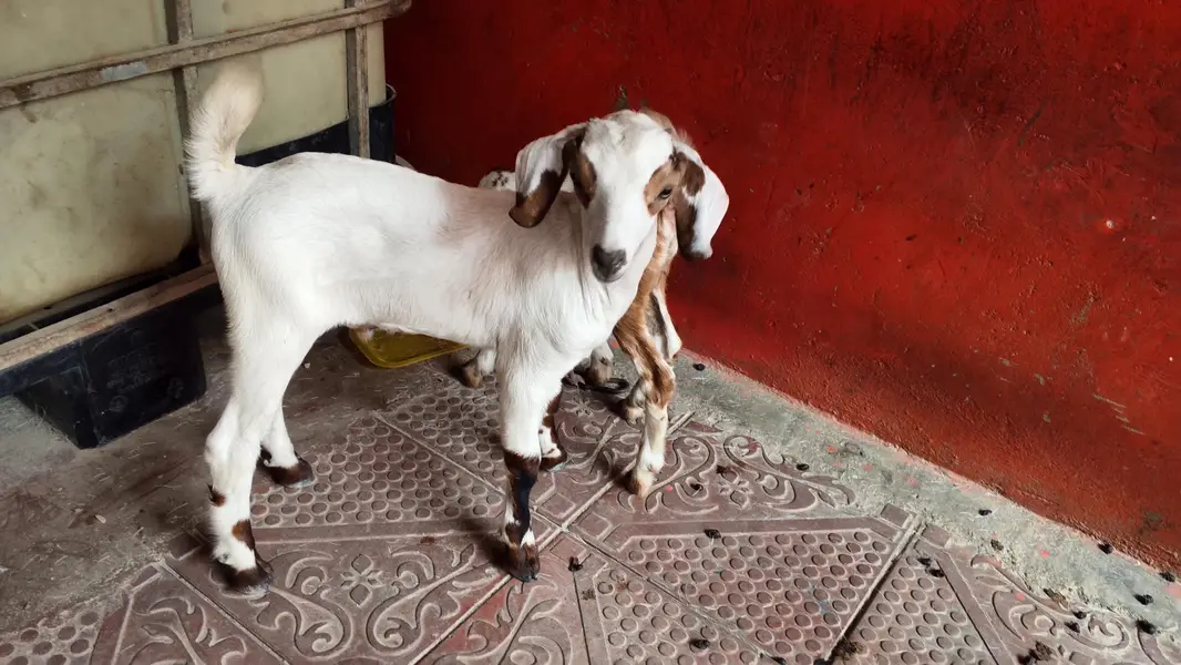 bakri ke bacche — photo 6