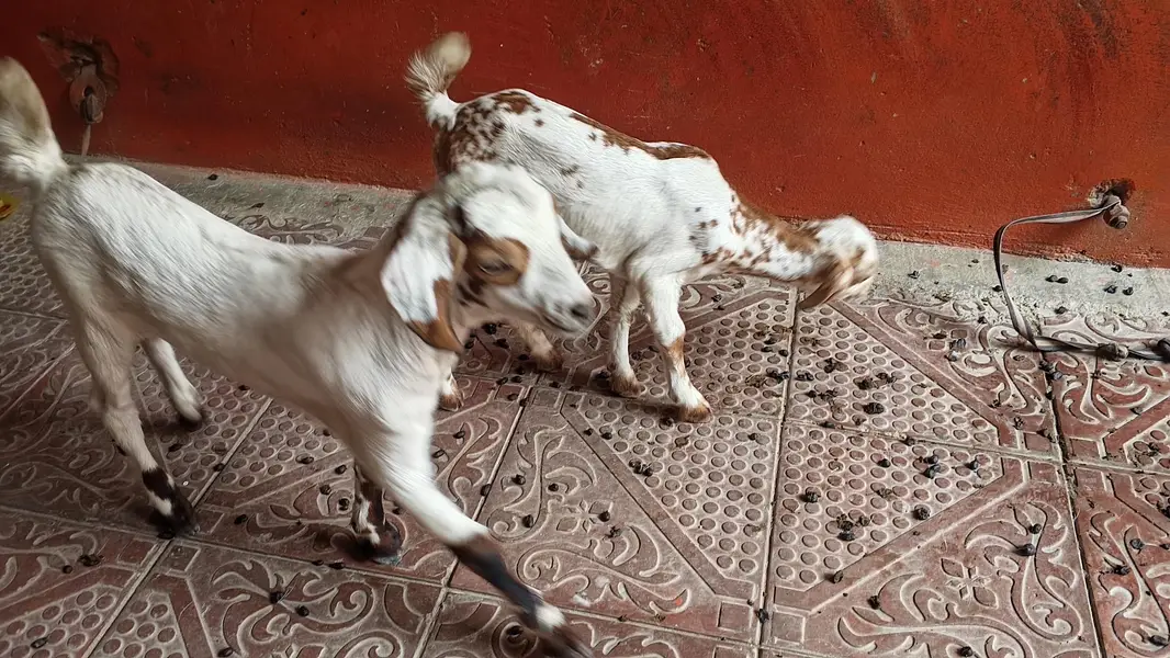 bakri ke bacche — photo 7