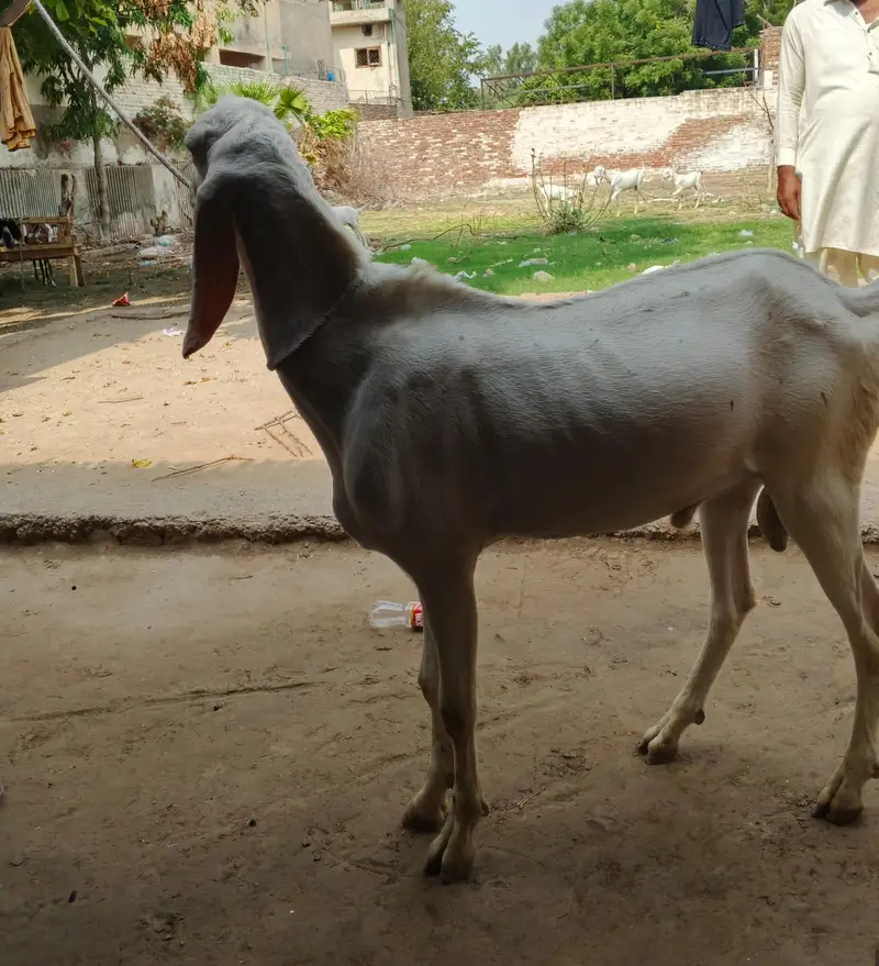 Rajan Puri — photo 3