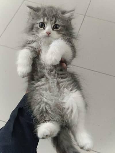 persian kitten  for sel