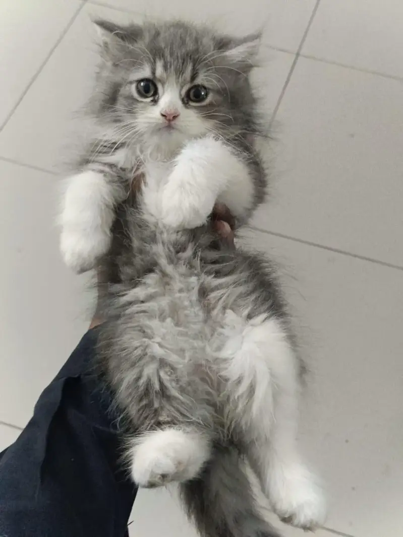 persian kitten  for sel