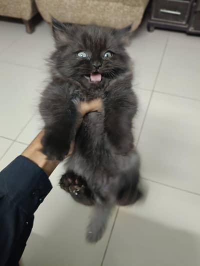 persian kitten  for sel