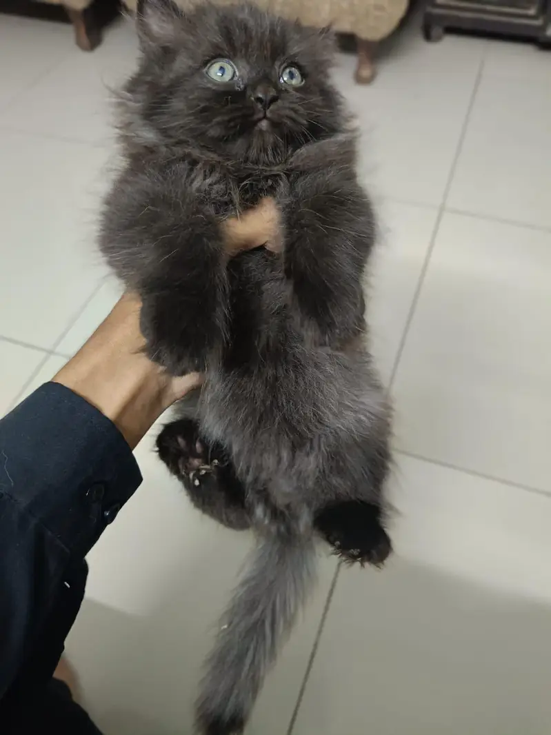 persian kitten  for sel — photo 3