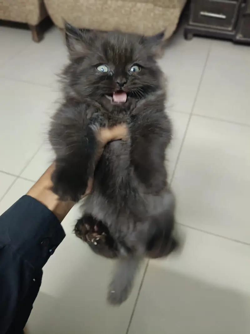 persian kitten  for sel — photo 4