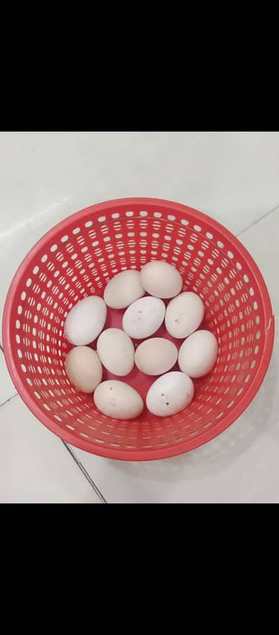 Desi Misri hens eggs  laying aur buff female and white Cochin fsale