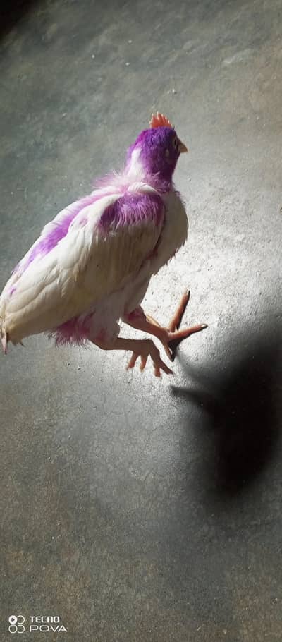 choozy for sell