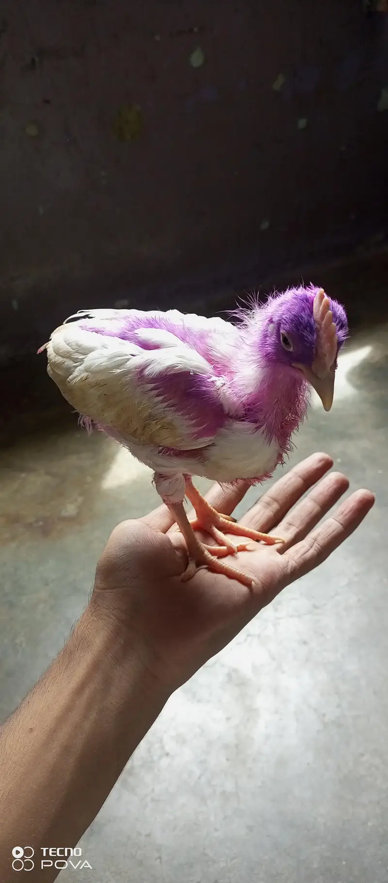 choozy for sell — photo 2
