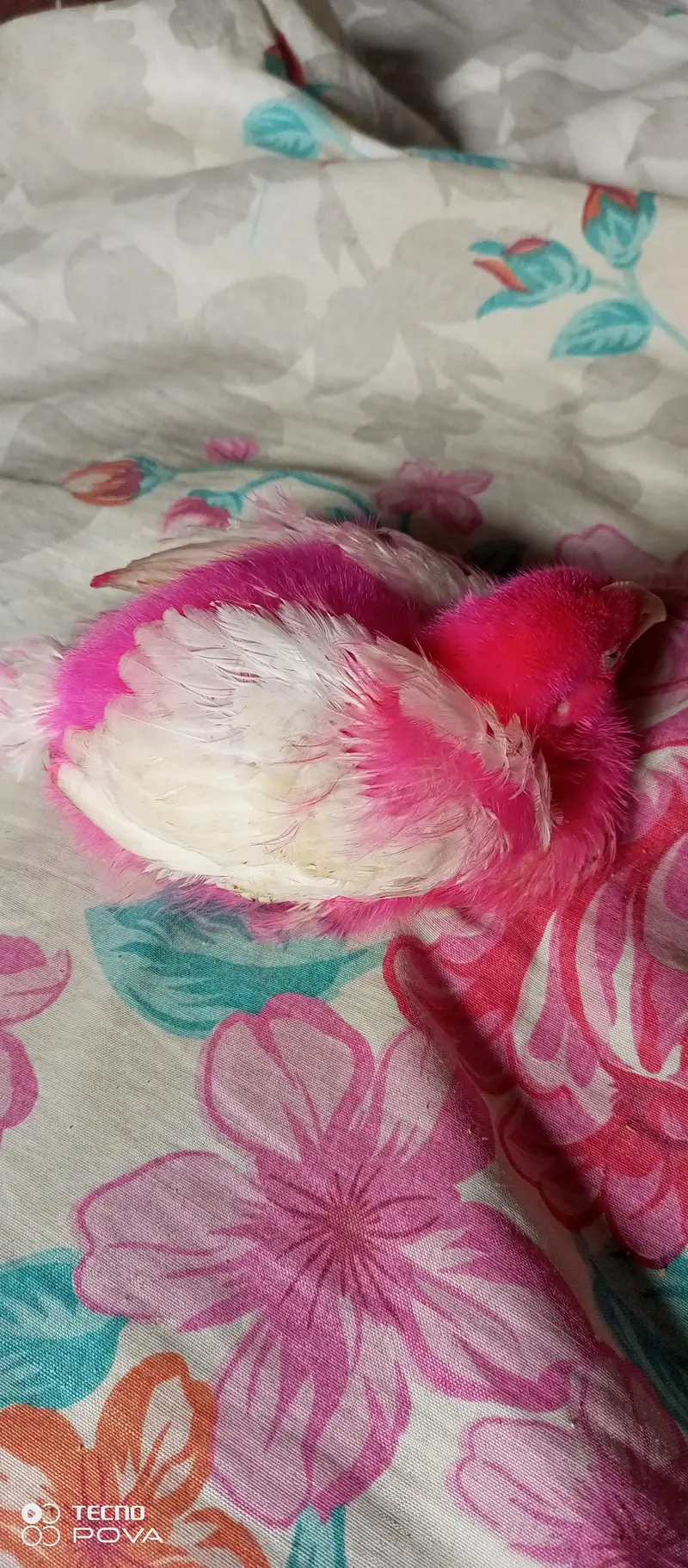 choozy for sell — photo 4