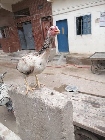 paver aseel