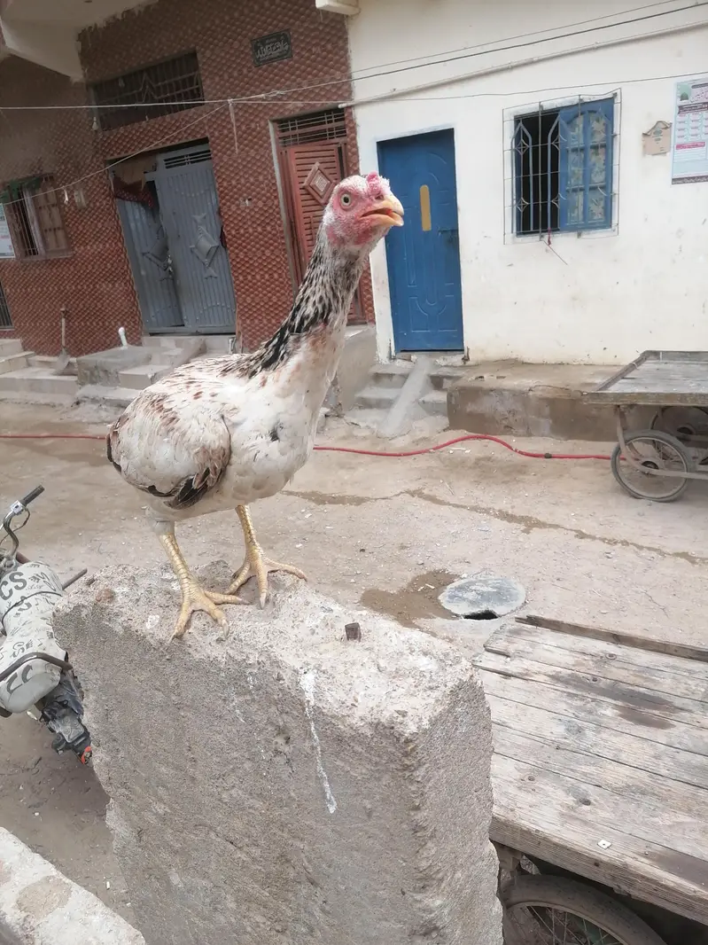 paver aseel