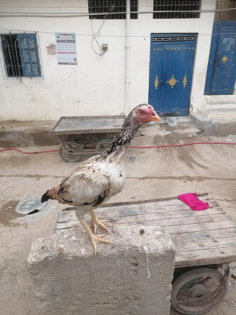 paver aseel — photo 2