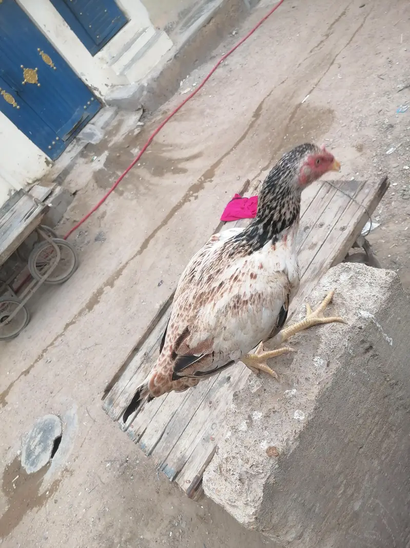 paver aseel — photo 3