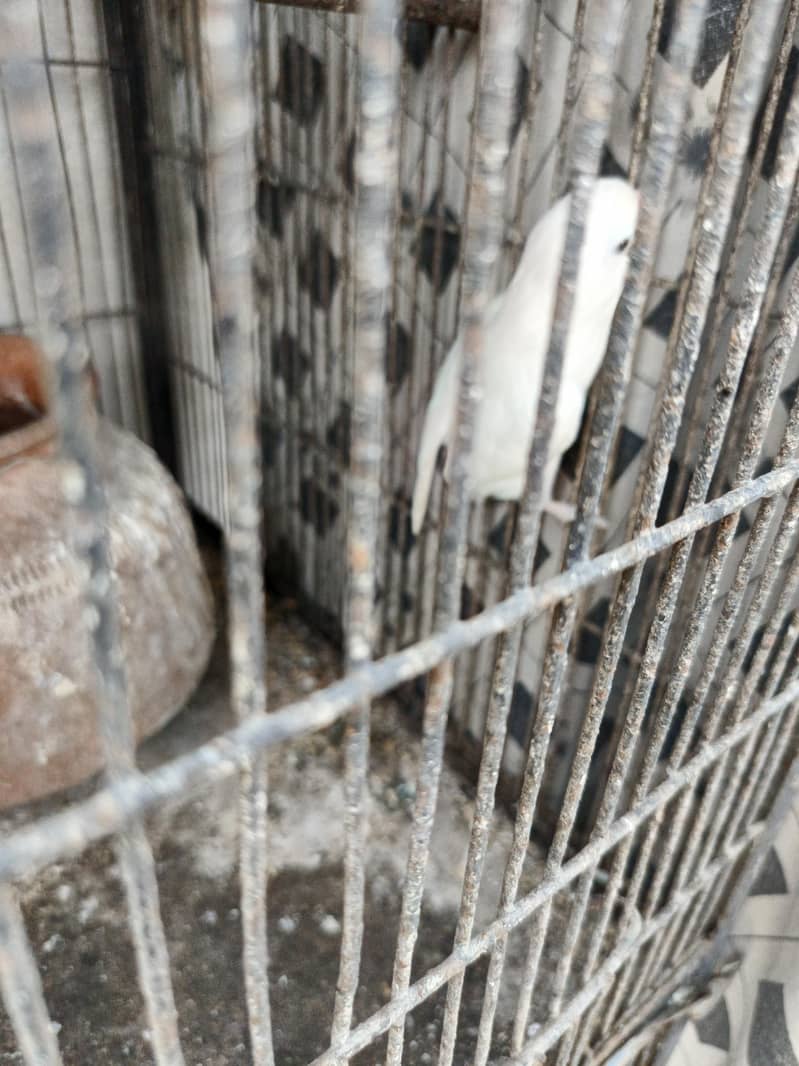 albino whithe 0