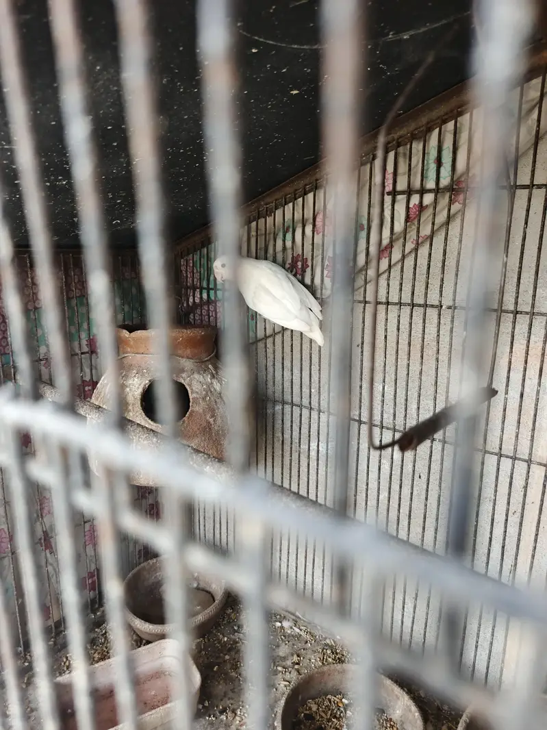 albino whithe — photo 2