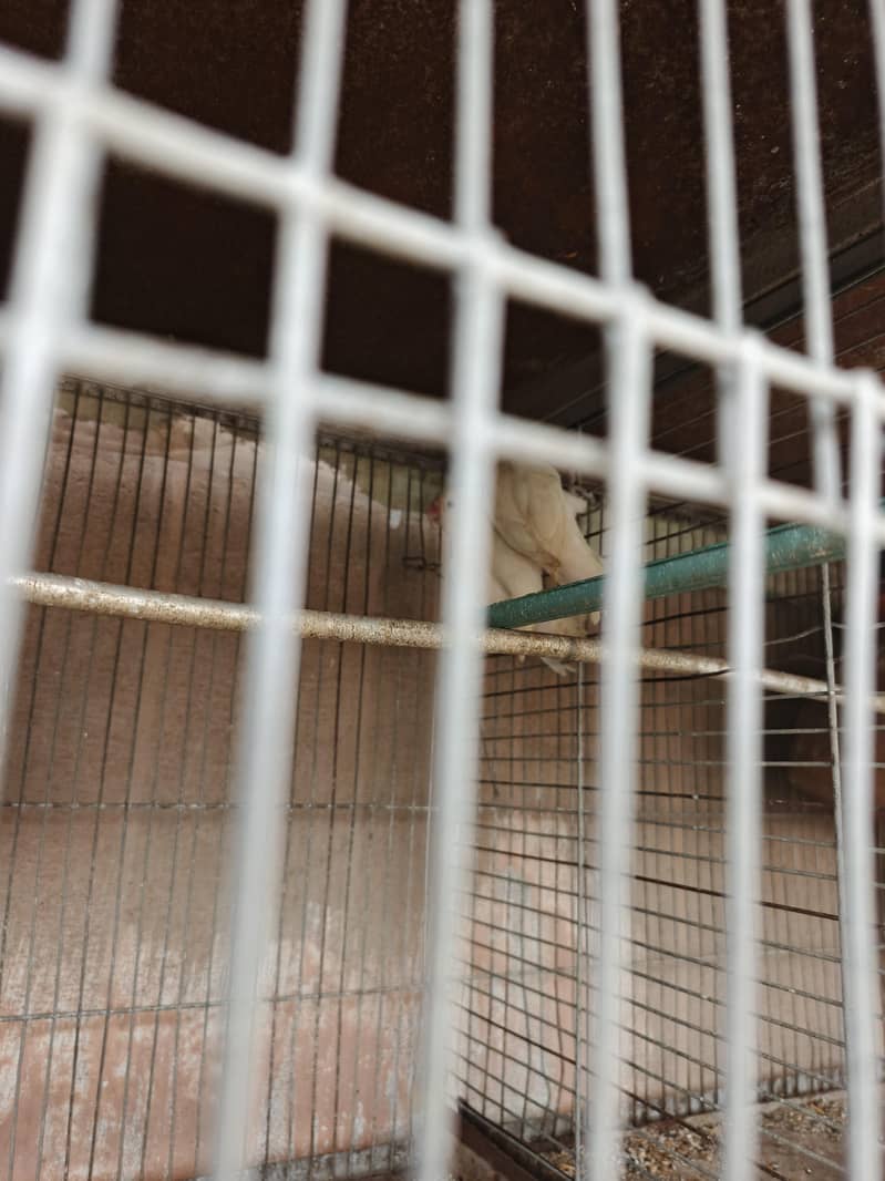 albino whithe 3
