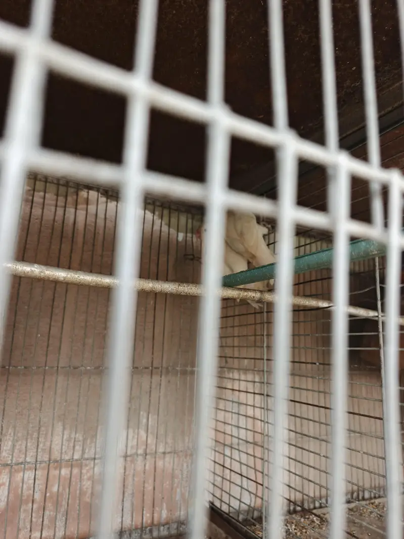 albino whithe — photo 4