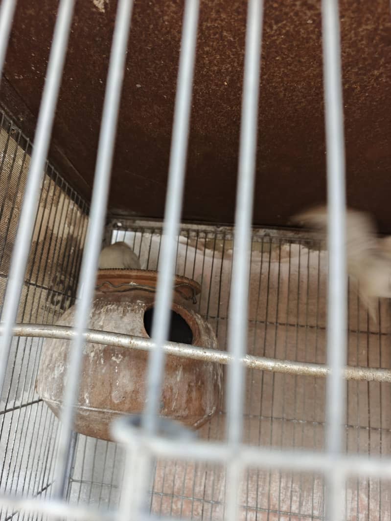 albino whithe 4