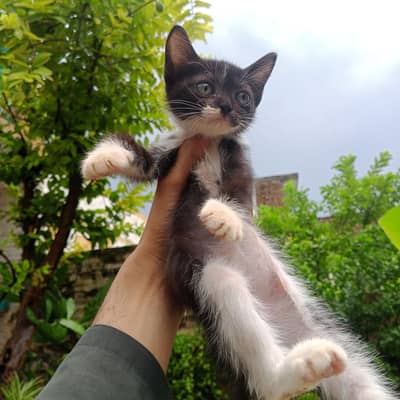 Persian Mix Breed Kittens For adoption