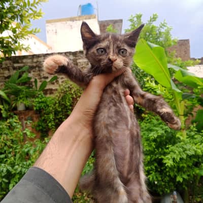Persian Mix Breed Kittens For adoption
